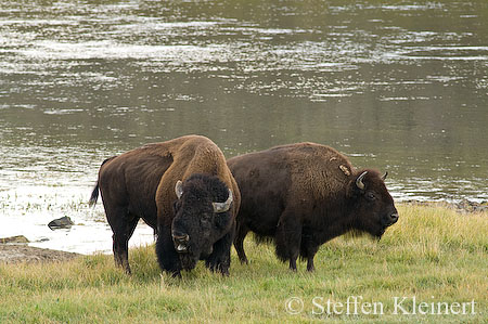 019 Amerikanischer Bison - Buffalo